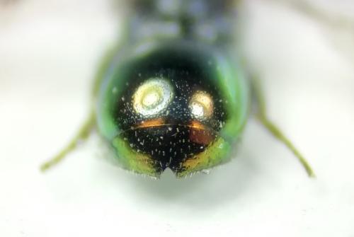 Réf. 262 640 : Omalus biaccinctus